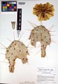 Opuntia phaeacantha image