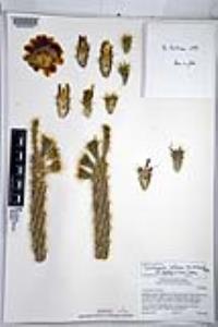 Cylindropuntia californica var. parkeri image