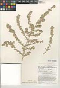 Atriplex canescens var. linearis image