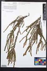 Adenostoma fasciculatum image