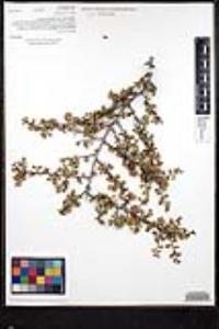 Rhamnus crocea image