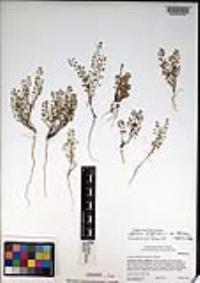 Lepidium virginicum var. robinsonii image