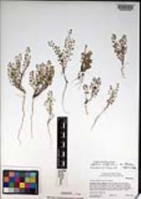 Lepidium virginicum subsp. menziesii image