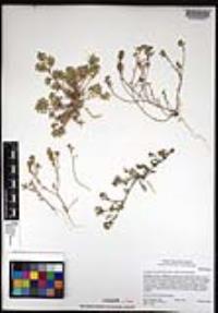 Lepidium lasiocarpum image