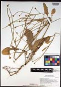 Hirschfeldia incana image
