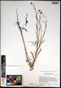 Caulanthus lasiophyllus image