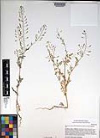 Descurainia pinnata subsp. glabra image