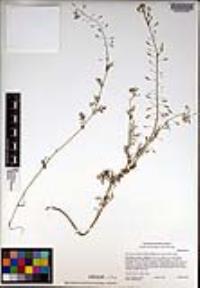 Descurainia pinnata subsp. menziesii image