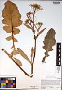 Brassica napus image