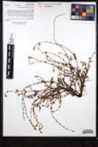 Plagiobothrys collinus var. fulvescens image