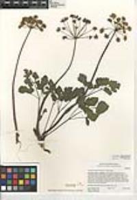 Lomatium lucidum image