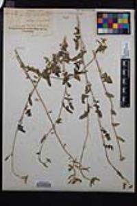 Lyrocarpa coulteri image