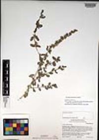 Atriplex glauca image