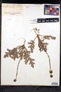 Salvia columbariae image