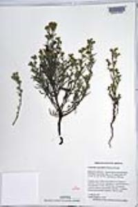 Johnstonella angustifolia image