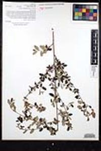 Ceanothus tomentosus var. olivaceus image