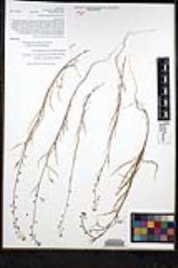 Thysanocarpus laciniatus image
