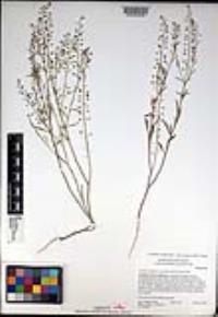 Lepidium virginicum subsp. menziesii image