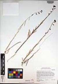 Caulanthus heterophyllus var. heterophyllus image