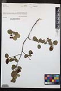 Amelanchier alnifolia image