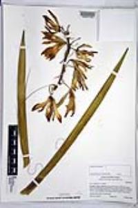 Yucca schidigera image