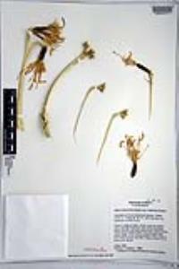 Agave sobria subsp. frailensis image