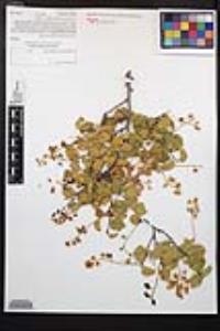Prunus ilicifolia image
