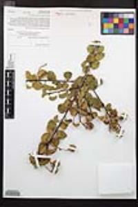 Prunus ilicifolia subsp. ilicifolia image