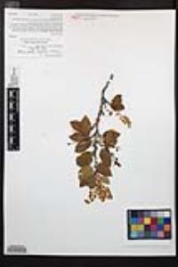 Prunus ilicifolia image
