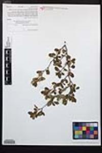 Cercocarpus minutiflorus image