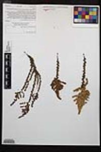 Adenostoma fasciculatum image