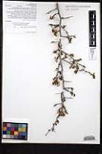 Ziziphus parryi image