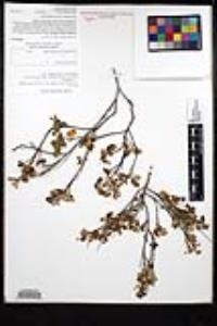 Ceanothus foliosus image