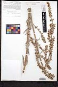 Salvia apiana image