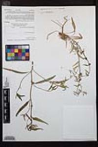 Camissoniopsis pallida subsp. pallida image