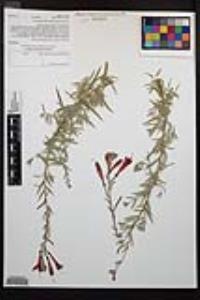 Epilobium canum image