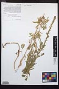 Epilobium densiflorum image