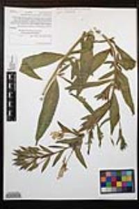 Oenothera elata image