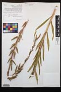 Oenothera elata subsp. hirsutissima image