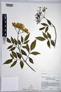 Sambucus cerulea image