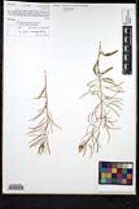 Sisymbrium irio image