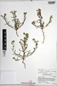 Johnstonella angustifolia image