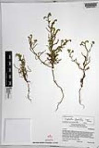Johnstonella angustifolia image