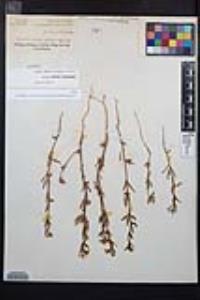 Camissoniopsis lewisii image