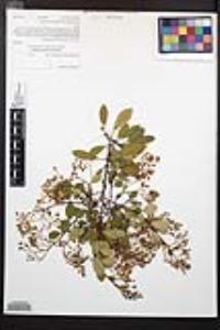 Heteromeles arbutifolia image