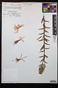 Oenothera elata subsp. hirsutissima image