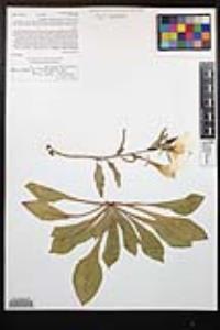 Oenothera elata image