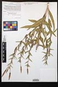 Oenothera elata subsp. hirsutissima image