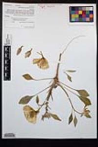 Oenothera deltoides image