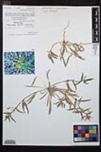 Camissoniopsis pallida subsp. pallida image